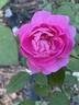 Portmeirion rose photo