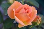 Apricot Passion ™ rose photo