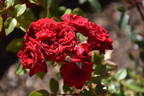 My Valentine ™ rose photo