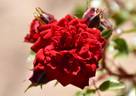 My Valentine ™ rose photo