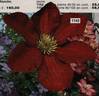 C. 'Rouge Cardinal' clematis photo