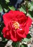 Irene Angelina rose photo