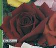 Ena Harkness rose photo