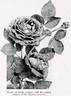 Charles Lefèbvre rose photo