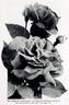 Duke of Edinburgh rose photo