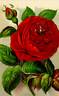 Charles Lefèbvre rose photo