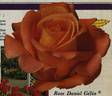 Daniel Gelin rose photo