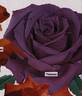 Thalassa rose photo