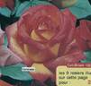 Coronado rose photo