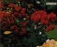 Royale Pologne rose photo