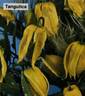 Tangutica clematis photo