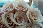 Quicksand rose photo