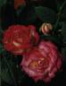 Flushing Meadow rose photo