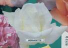 Bernadette rose photo
