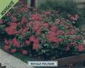 Royale Pologne rose photo