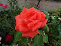Lady Bird Johnson rose photo