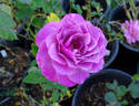 Laguna Freelander rose photo