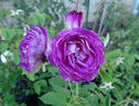 Lavender Crush ™ rose photo
