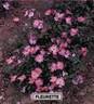 Fleurette ® rose photo