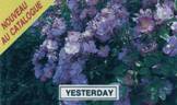 Yesterday ® rose photo