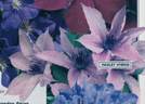 Hagley Hybrid clematis photo