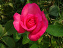 Love's Kiss rose photo