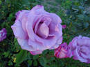 Macho Man rose photo
