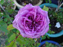 Magenta rose photo