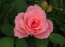 Maiden Voyage rose photo