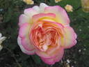 Mitsouko ® rose photo