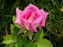 Margarete Fuchs rose photo