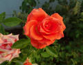 Marina ® rose photo