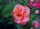 Michelangelo rose photo