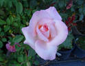 Michèle Meilland rose photo