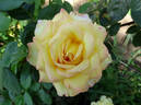 Mitsouko ® rose photo