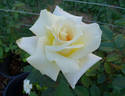 Miyabi rose photo
