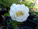 Mount Hood rose photo