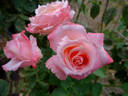 Mu Lan rose photo