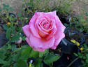 My Choice rose photo
