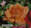 Open d'Australie rose photo