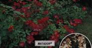 Matador rose photo