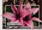 Hagley Hybrid clematis photo