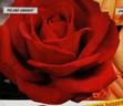 Roland Garros rose photo