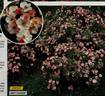 Rosy Cushion ® rose photo