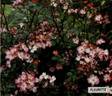 Fleurette ® rose photo