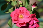 Will Scarlet rose photo