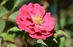 Will Scarlet rose photo