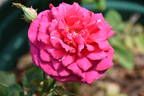 Lord Charlemont rose photo