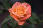 Orana Gold rose photo