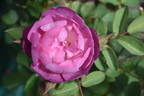 Dusky Moon rose photo